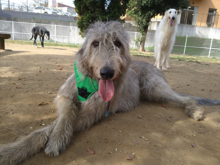 Mouton, an Irish Wolfhound tested with EmbarkVet.com