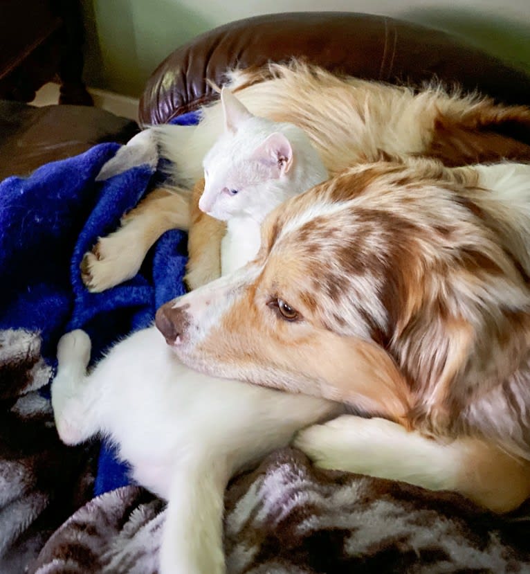 Neville, an Australian Shepherd tested with EmbarkVet.com