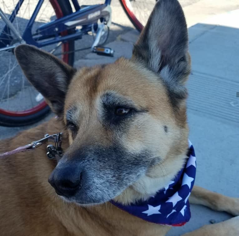 Bailey, an American Village Dog and Rottweiler mix tested with EmbarkVet.com