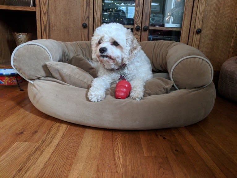 Molly, a Cavachon tested with EmbarkVet.com