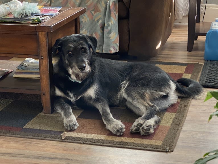 River, a Siberian Husky and Poodle (Standard) mix tested with EmbarkVet.com