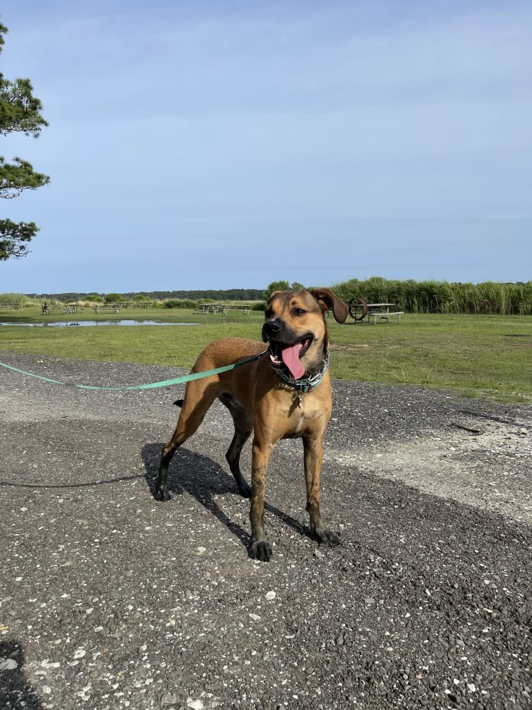 Jordi, an American Pit Bull Terrier and Treeing Walker Coonhound mix tested with EmbarkVet.com