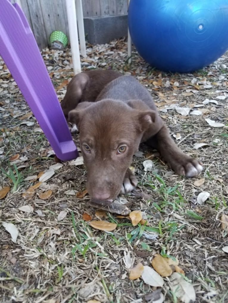 Cochise, a Labrador Retriever and Siberian Husky mix tested with EmbarkVet.com