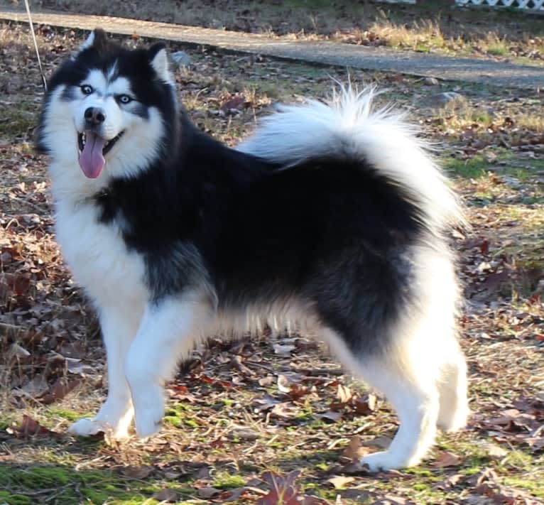 Padfoot, a Siberian Husky tested with EmbarkVet.com