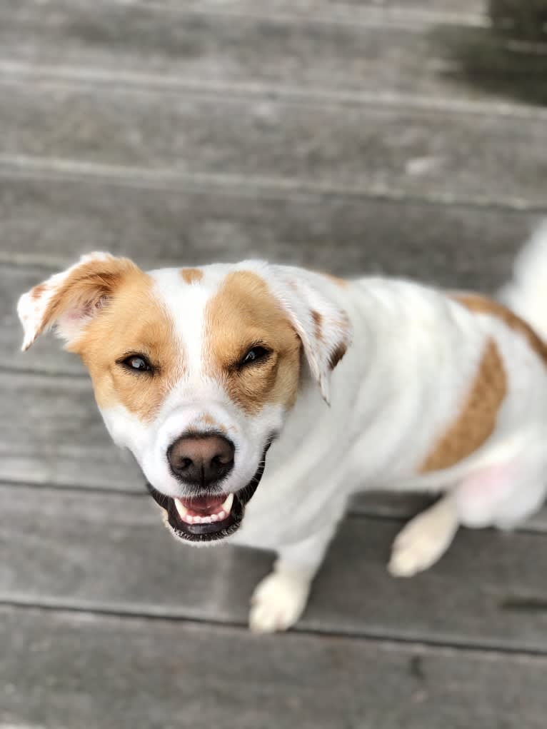 Dylan, a German Shepherd Dog and Chinese Shar-Pei mix tested with EmbarkVet.com