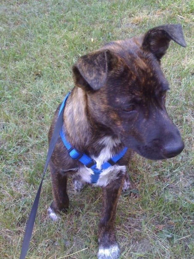 Bodhi, an American Pit Bull Terrier and Australian Cattle Dog mix tested with EmbarkVet.com