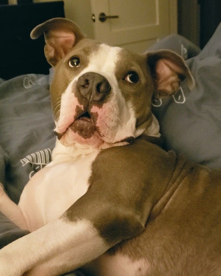 Hambone, an American Bully and American Pit Bull Terrier mix tested with EmbarkVet.com