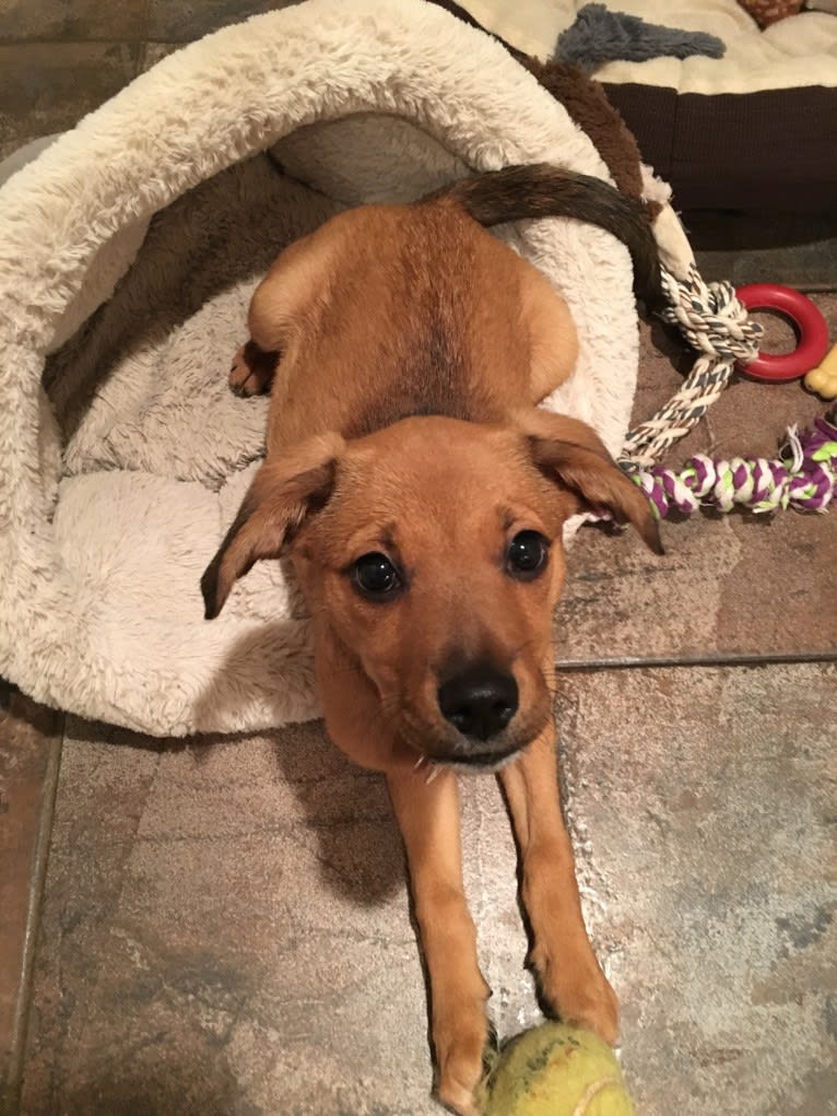 Stella, a Mountain Cur and Labrador Retriever mix tested with EmbarkVet.com