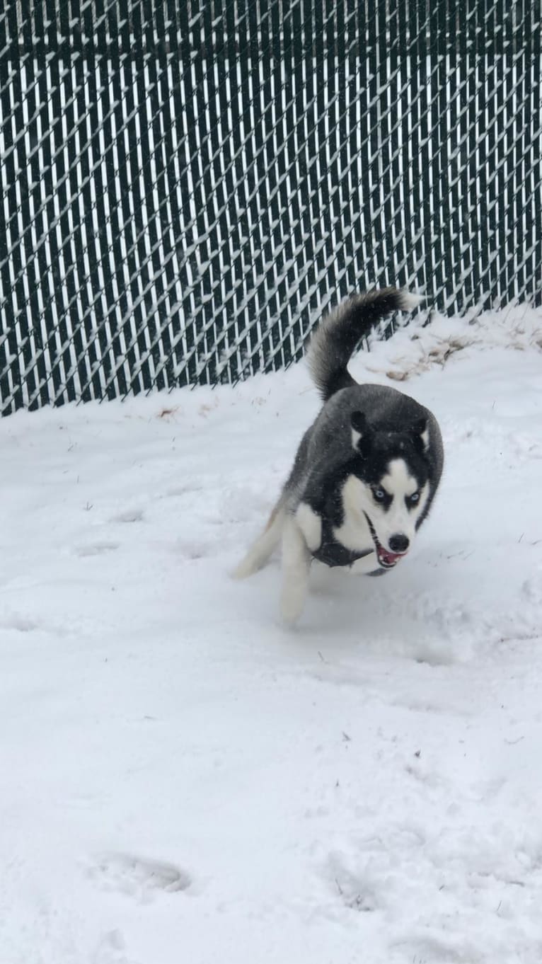 Rookie, a Siberian Husky tested with EmbarkVet.com
