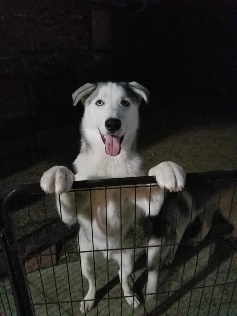 Mansfield, a Siberian Husky and Alaskan Malamute mix tested with EmbarkVet.com