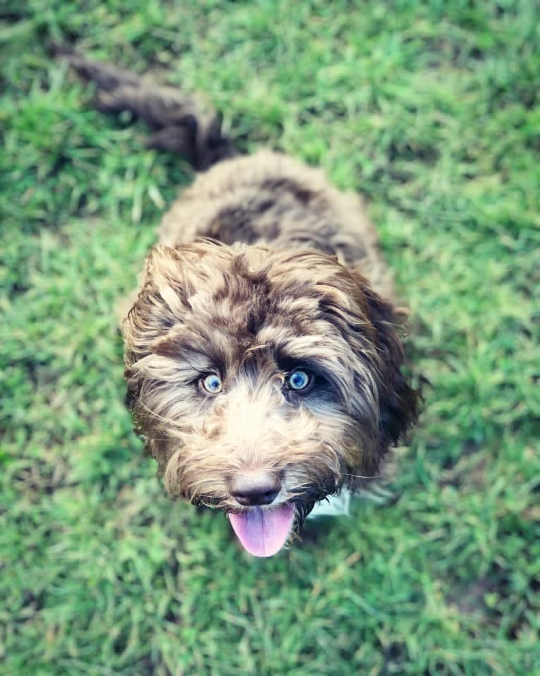 Koda, an English Cocker Spaniel (Working Type) and Poodle (Small) mix tested with EmbarkVet.com