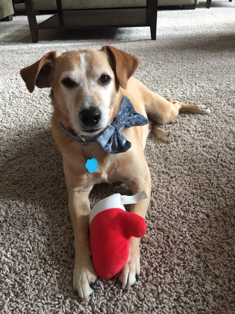 Sammy, a Rat Terrier and Golden Retriever mix tested with EmbarkVet.com