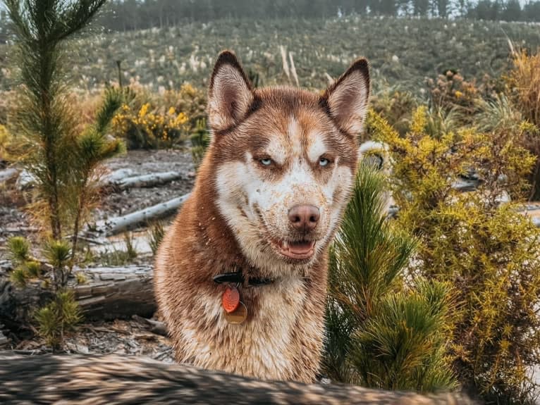 Loki, a Siberian Husky and Alaskan Malamute mix tested with EmbarkVet.com