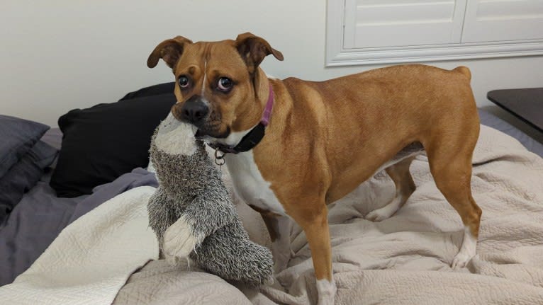 Ellie, a Boxer and American Pit Bull Terrier mix tested with EmbarkVet.com