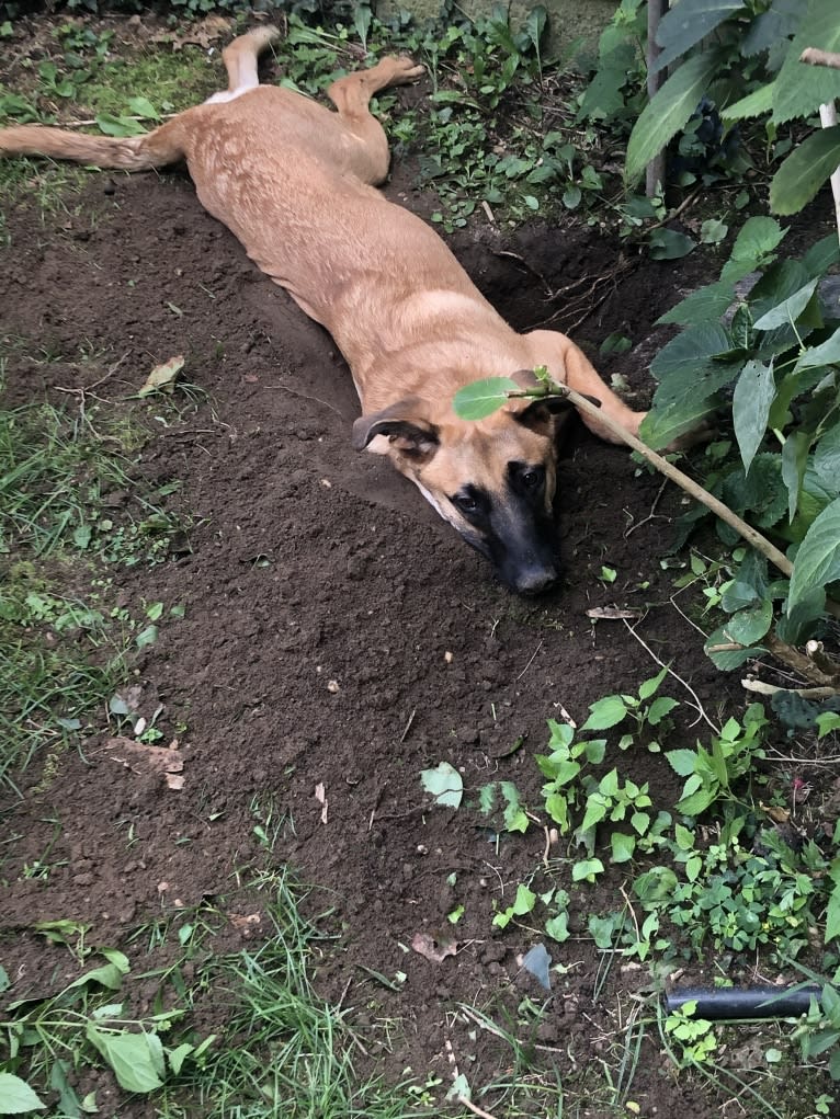 Forester, a German Shepherd Dog and Australian Cattle Dog mix tested with EmbarkVet.com