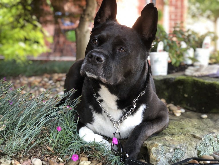 Mulani, an Akita and American Pit Bull Terrier mix tested with EmbarkVet.com