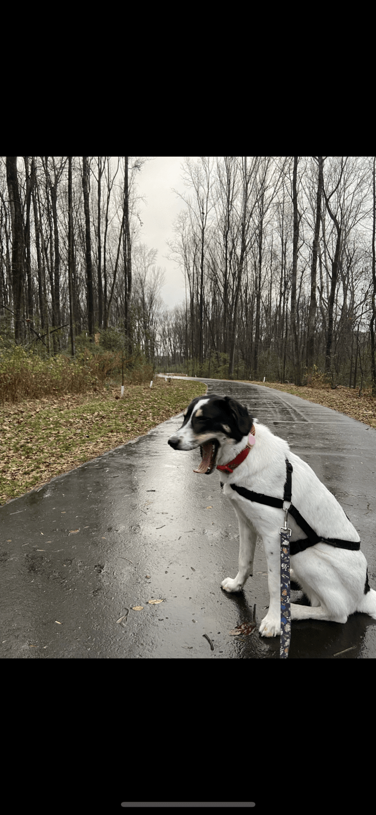 Auggie, an Australian Cattle Dog and Great Pyrenees mix tested with EmbarkVet.com