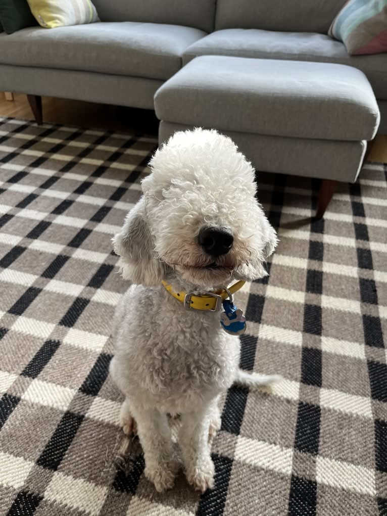 Gus, a Bedlington Terrier tested with EmbarkVet.com