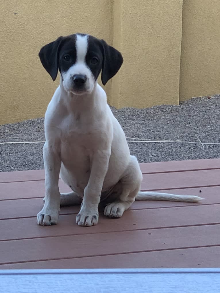 El Guapo, a Brittany and Catahoula Leopard Dog mix tested with EmbarkVet.com