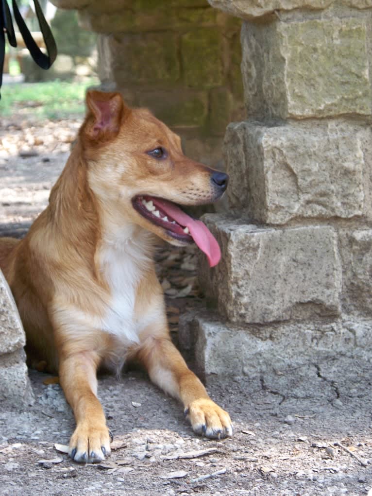 Gatsby, an Australian Shepherd and Chow Chow mix tested with EmbarkVet.com