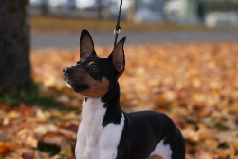 Bode, a Rat Terrier tested with EmbarkVet.com