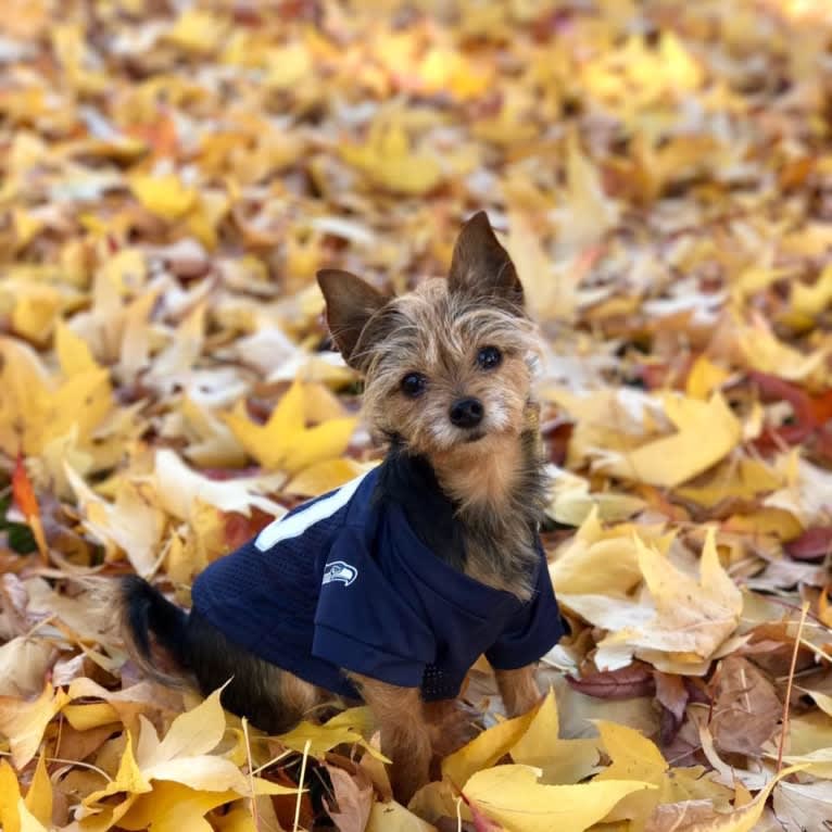 Lucy, a Yorkshire Terrier and Miniature Pinscher mix tested with EmbarkVet.com