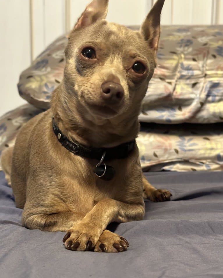 Roo, a Miniature Pinscher tested with EmbarkVet.com