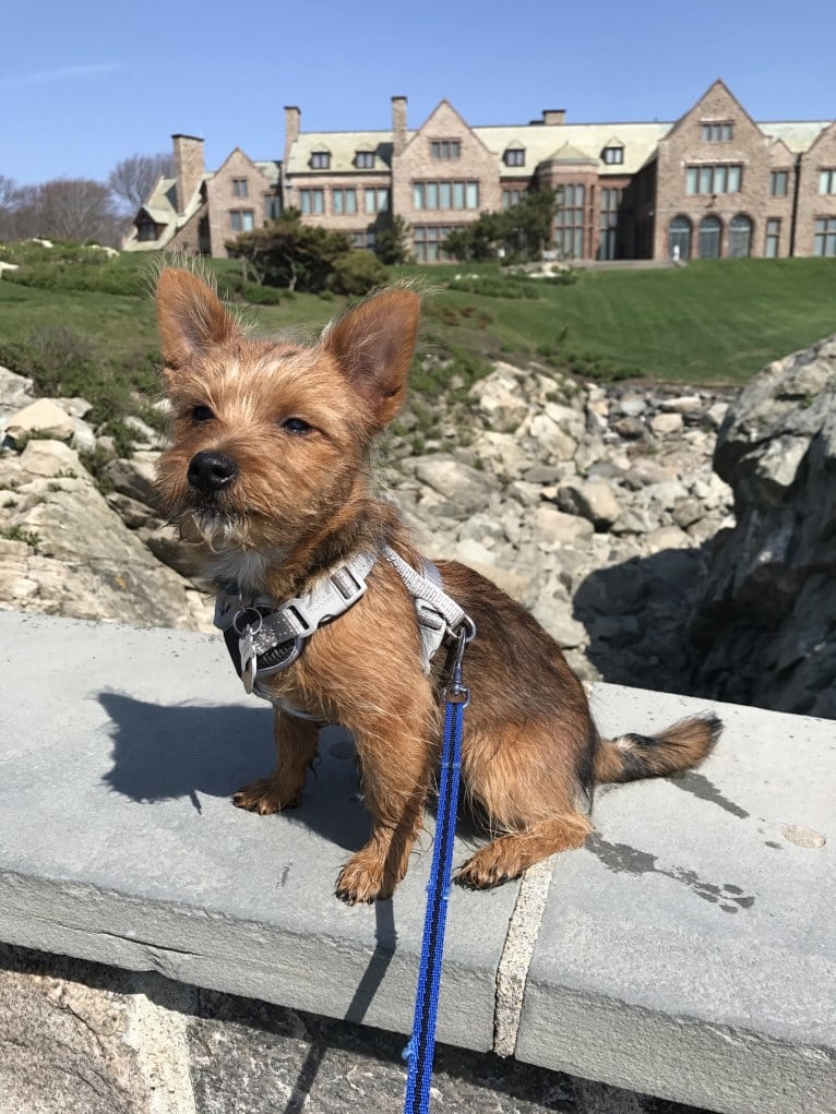 Scrappy, a Silky Terrier and Pomeranian mix tested with EmbarkVet.com