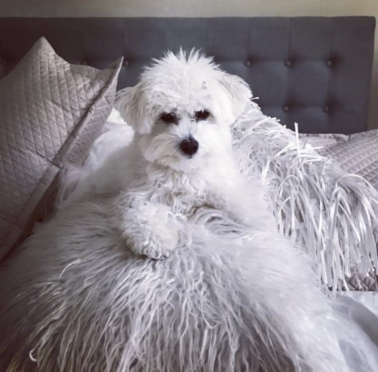 Henley, a Maltipoo tested with EmbarkVet.com