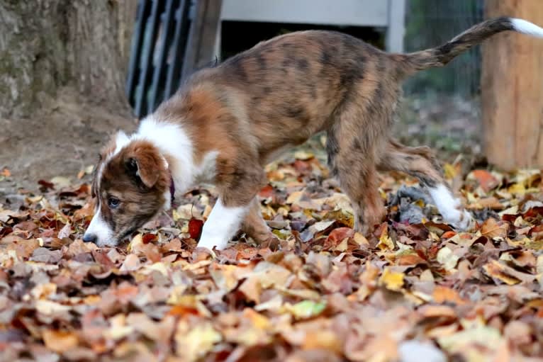 Bindi, a Border Collie tested with EmbarkVet.com