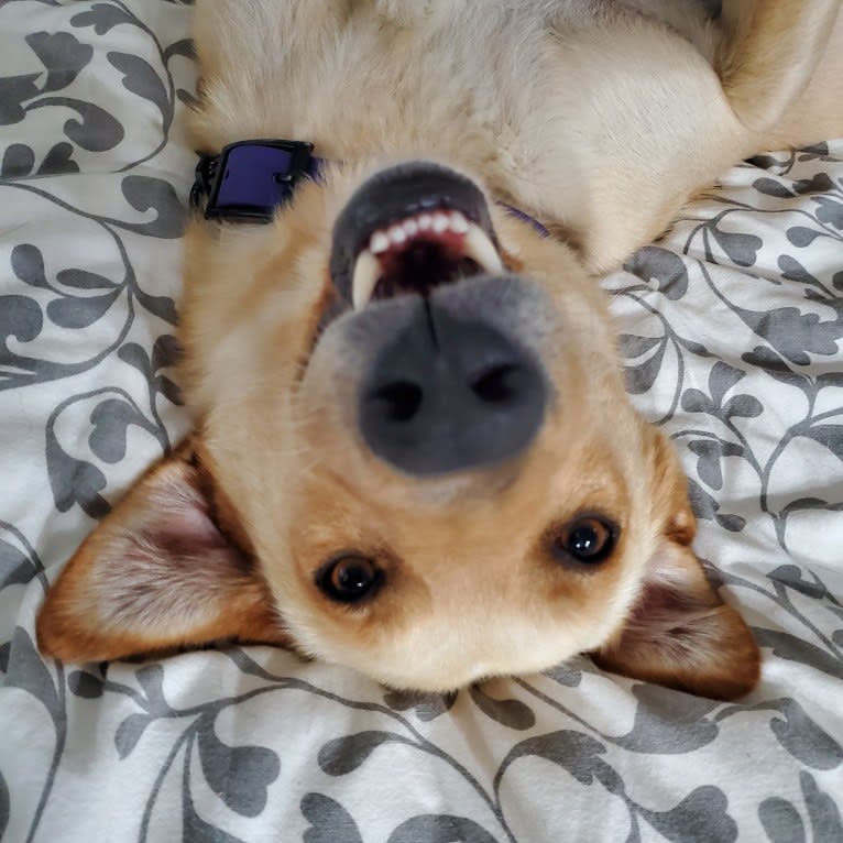 Bono, a Northern East African Village Dog tested with EmbarkVet.com