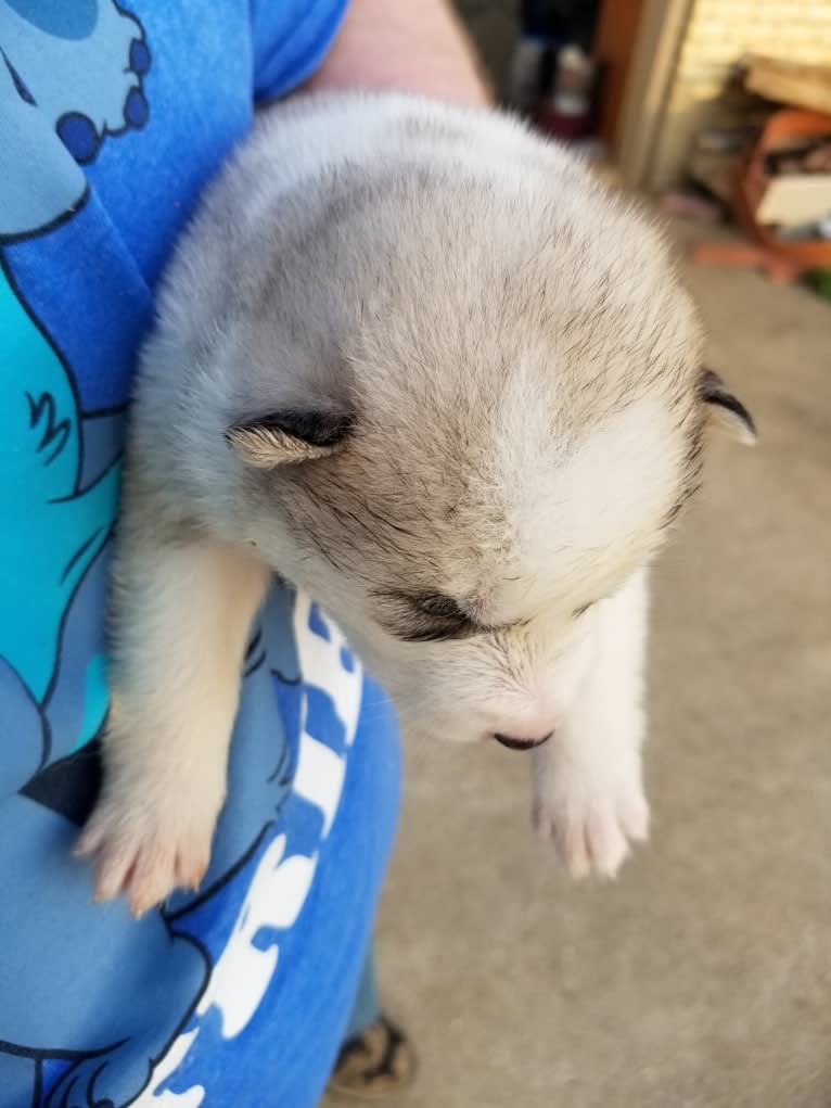 Everest, a Siberian Husky and German Shepherd Dog mix tested with EmbarkVet.com