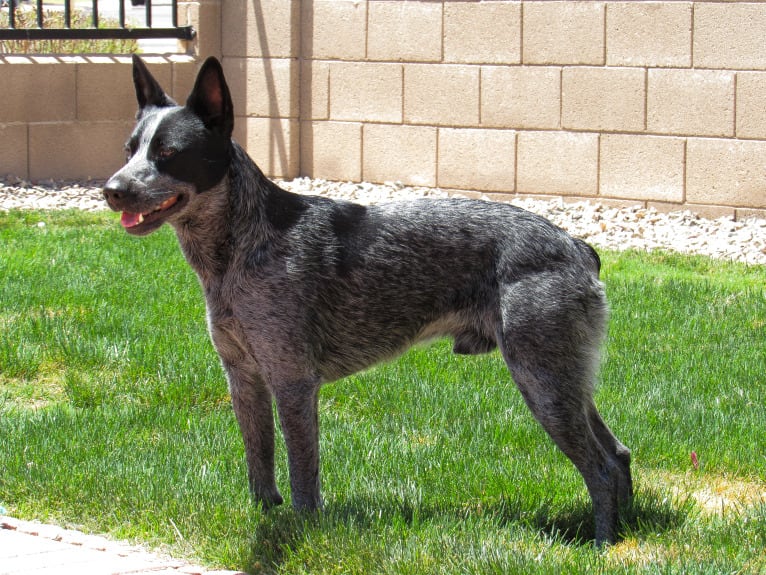Bring the Heat, an Australian Cattle Dog tested with EmbarkVet.com