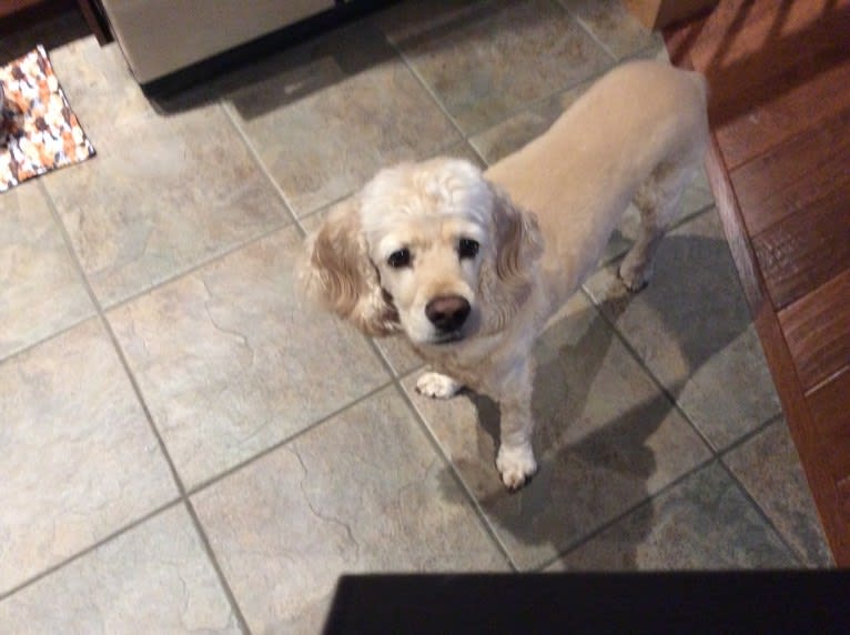 Joey, a Cocker Spaniel tested with EmbarkVet.com