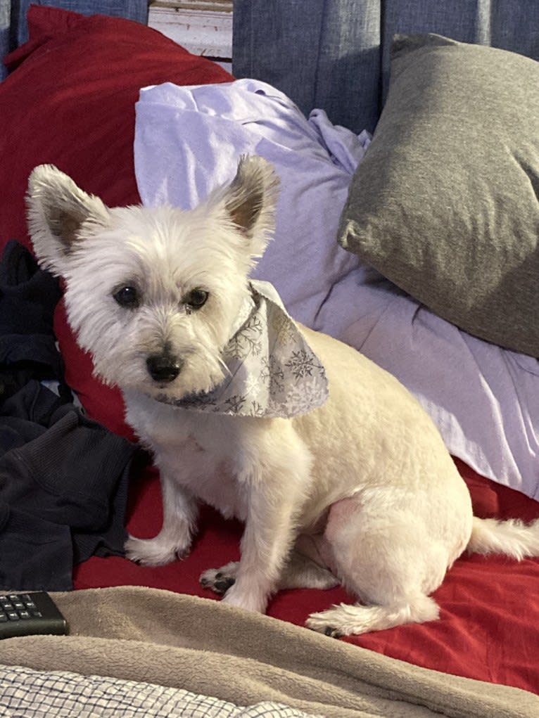Tallulah, a Cairn Terrier tested with EmbarkVet.com