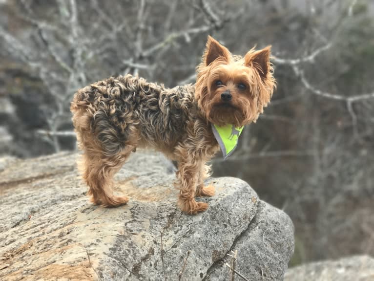 Ross, a Yorkshire Terrier tested with EmbarkVet.com