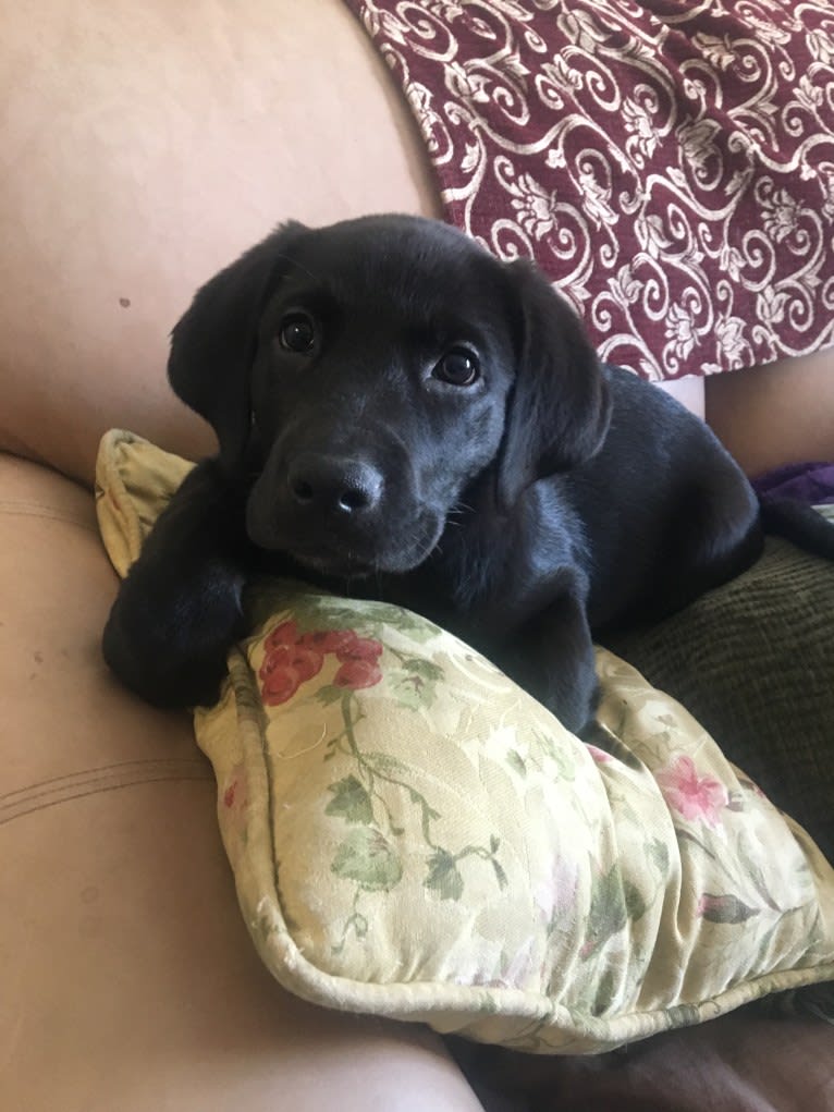 Lucy, a Labrador Retriever tested with EmbarkVet.com