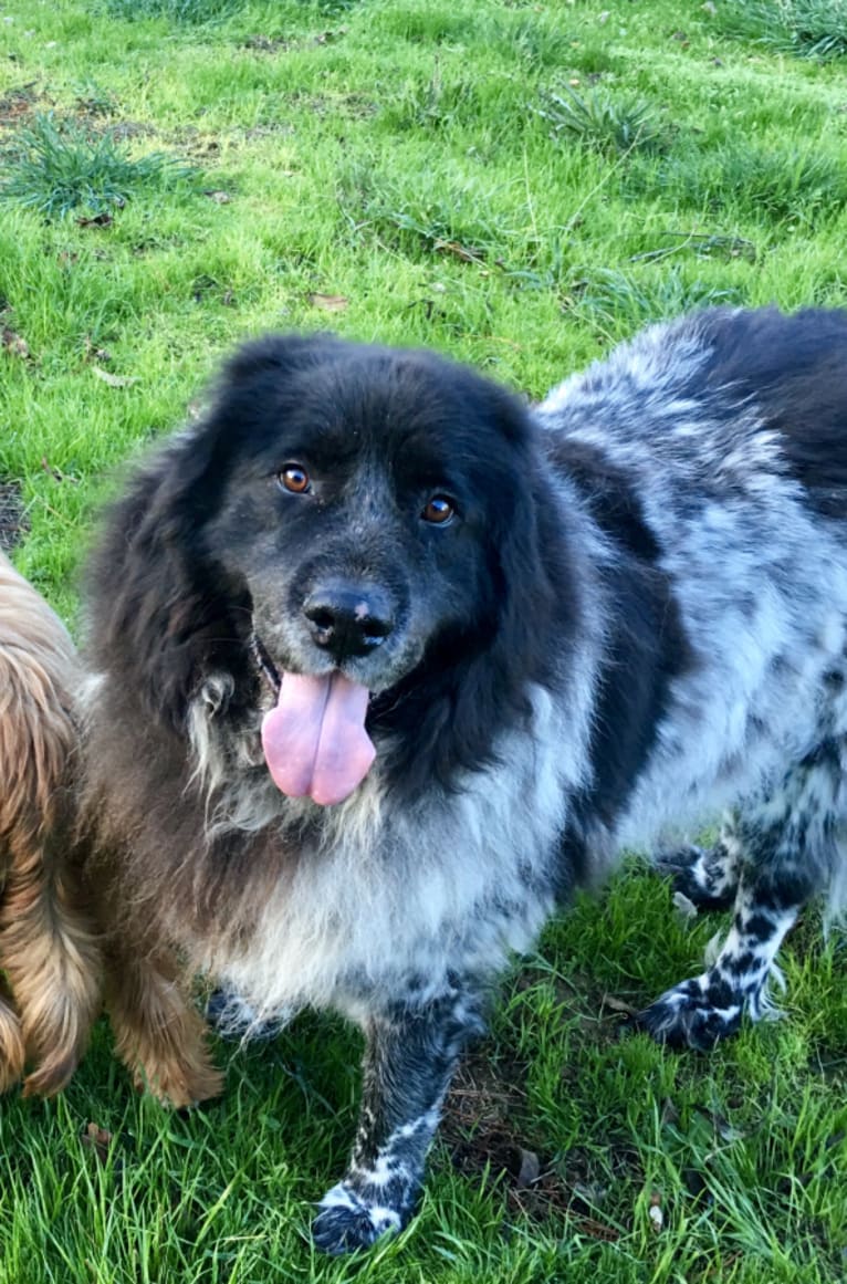 Liam, a Great Pyrenees and Newfoundland mix tested with EmbarkVet.com