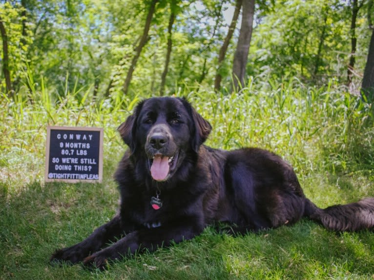 Conway, a Golden Retriever and Great Pyrenees mix tested with EmbarkVet.com