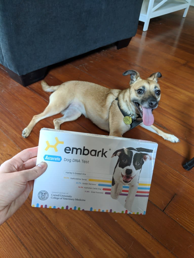Audrey, a Chihuahua and Miniature Pinscher mix tested with EmbarkVet.com