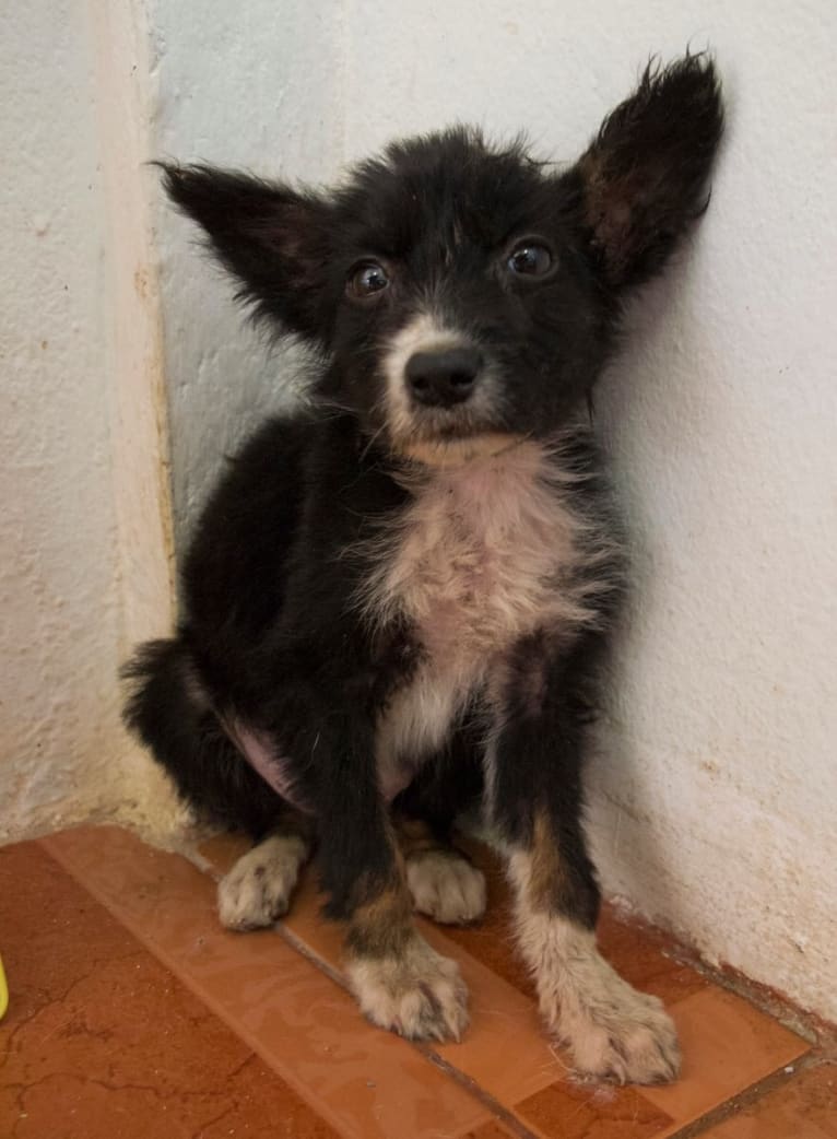 Maanee, a Southeast Asian Village Dog tested with EmbarkVet.com