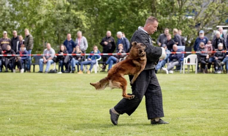 Ocean van de Zilveren Loop, a Belgian Shepherd tested with EmbarkVet.com