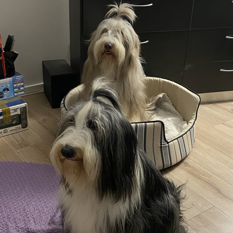 EliZa, a Bearded Collie tested with EmbarkVet.com