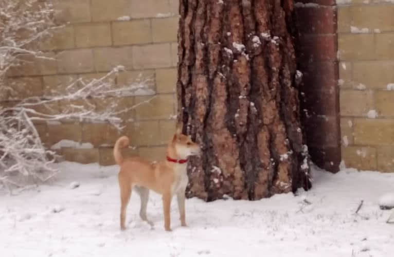 Marvelous Raji, an Indian Indigenous Dog tested with EmbarkVet.com