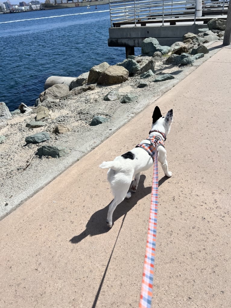 Luke Skywalker, an Australian Cattle Dog and Rat Terrier mix tested with EmbarkVet.com