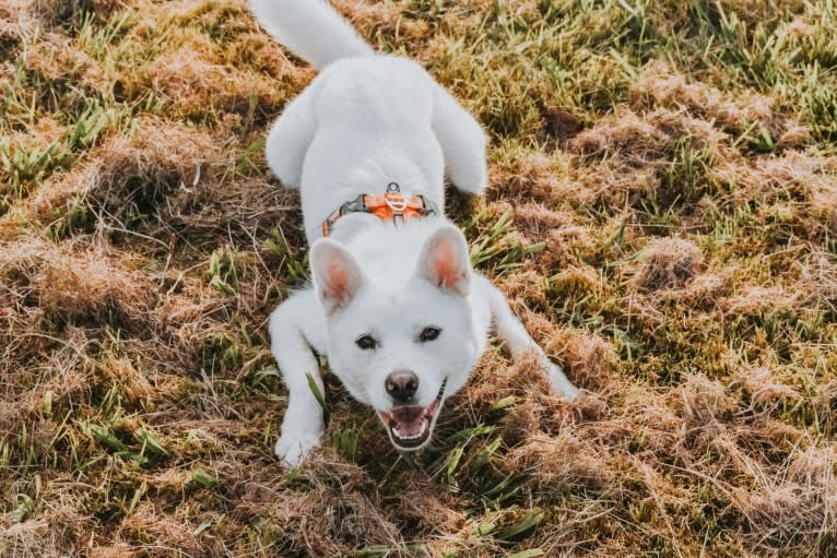 Nuru, a Japanese or Korean Village Dog and Jindo mix tested with EmbarkVet.com