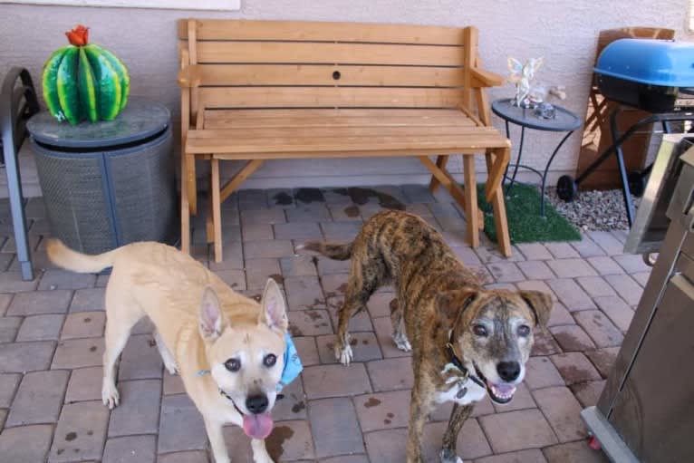 Bowzer, a Chow Chow and American Pit Bull Terrier mix tested with EmbarkVet.com