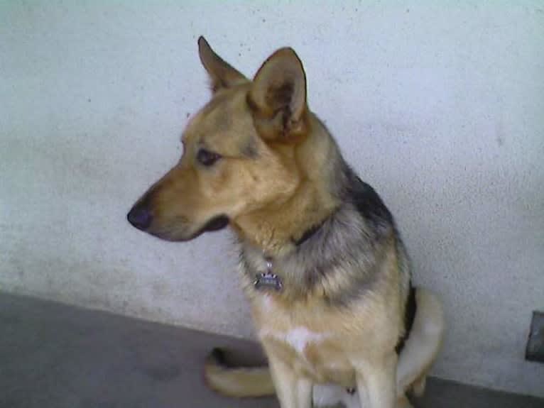 Lukas, a German Shepherd Dog and Australian Cattle Dog mix tested with EmbarkVet.com