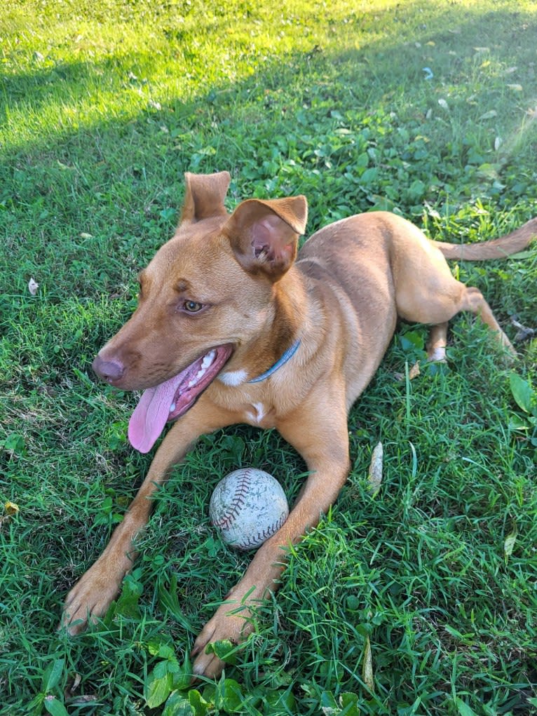Miles Couper, an Australian Cattle Dog and American Pit Bull Terrier mix tested with EmbarkVet.com