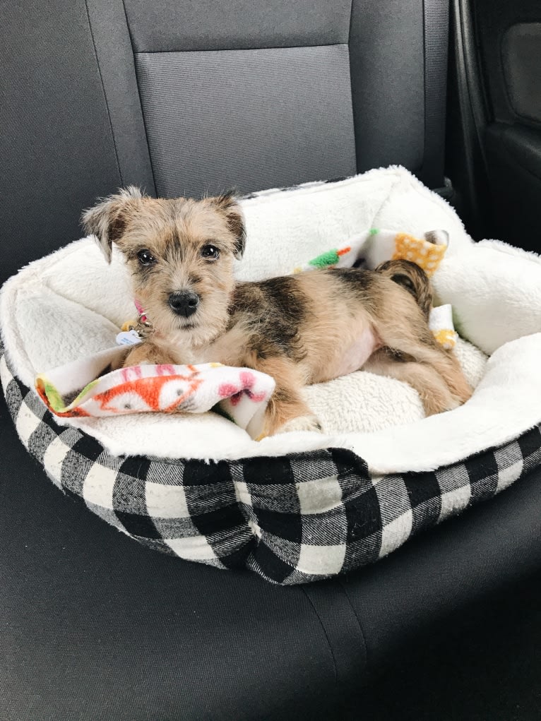 Adelaide, a Miniature Schnauzer and Boston Terrier mix tested with EmbarkVet.com